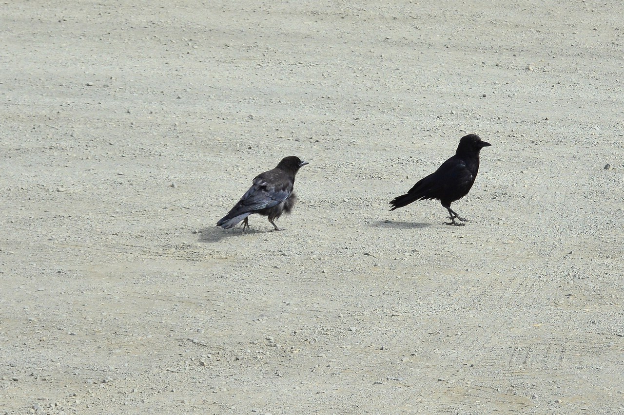Corvus brachyrynchos Corvus brachyrynchos